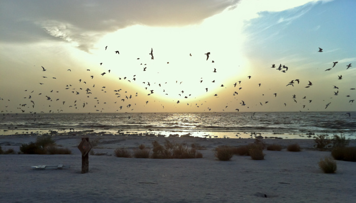 Salton Sea Birds