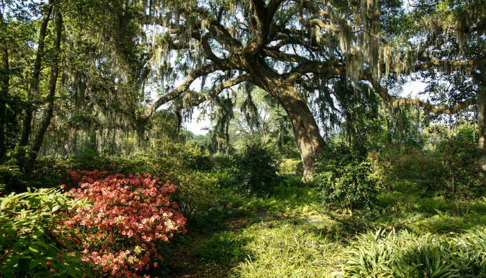 Brookgreen Gardens